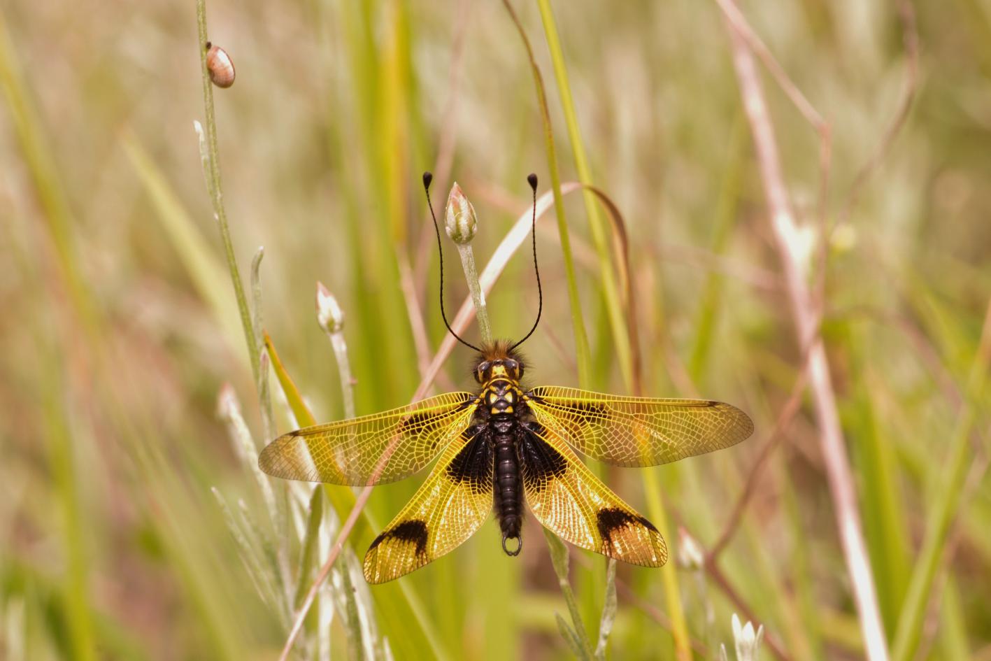 farfalla con lunghe antenne - Libelloides longicornis